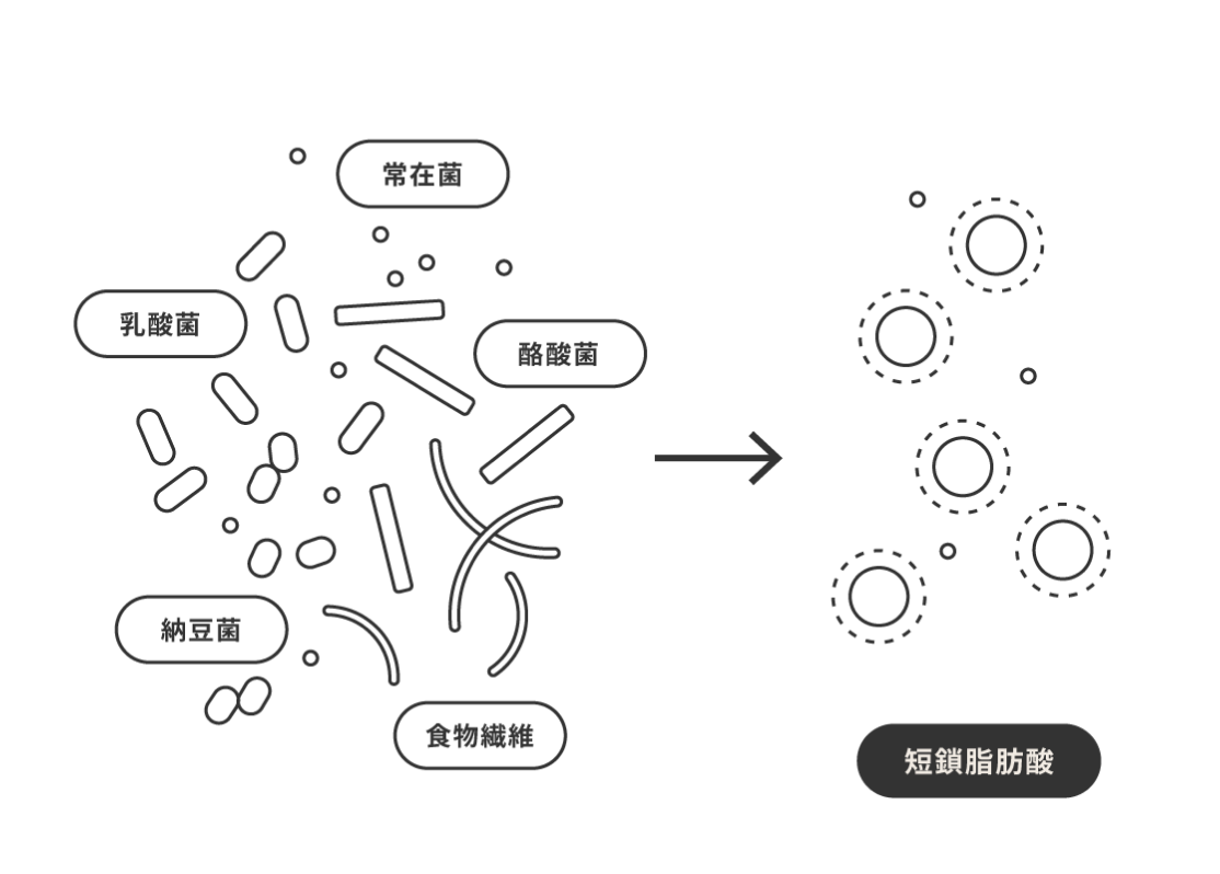 活力を生みだす短鎖脂肪酸